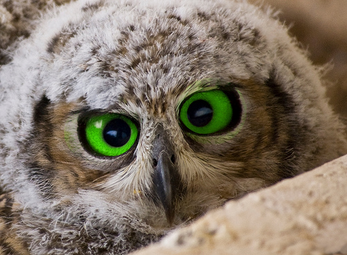 Green eyed owl